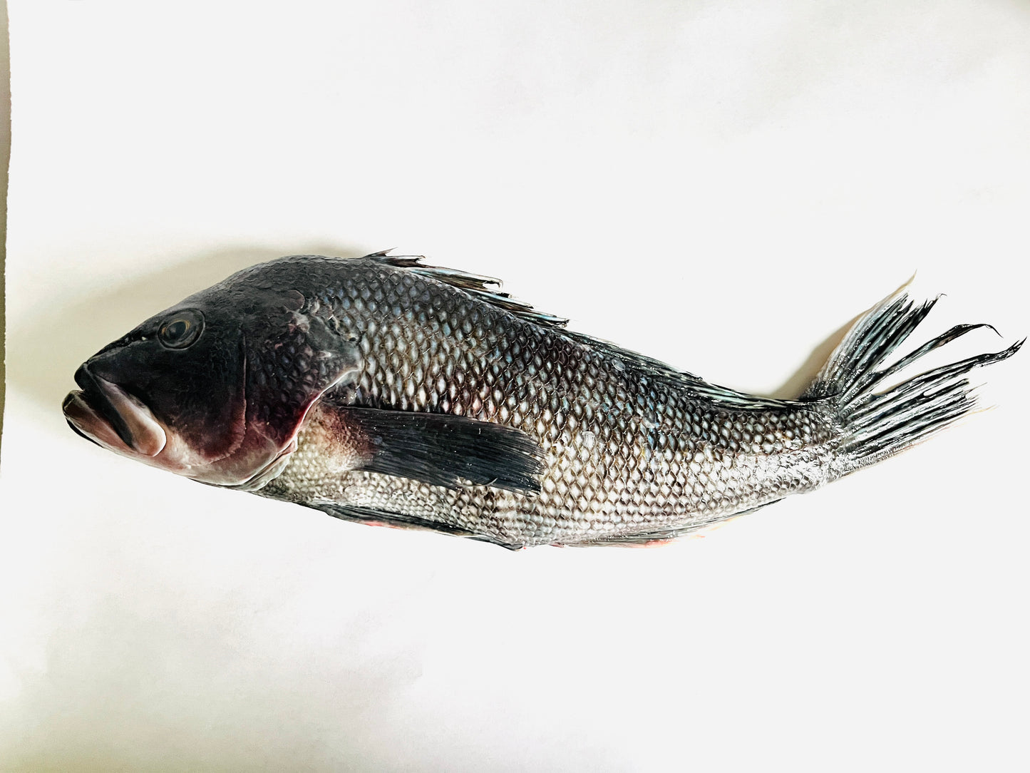 Black Bass, Wild Caught WHOLE FISH