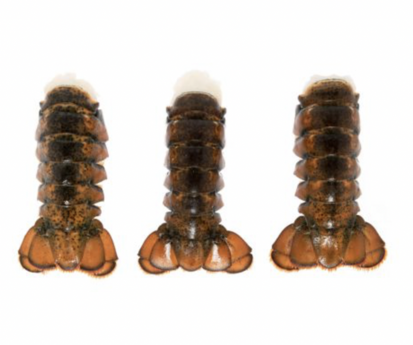 Greenhead Lobster Tail FROZEN