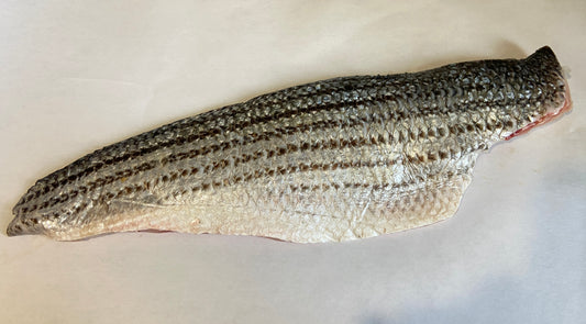 Wild Striped Bass