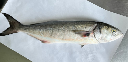 Bluefish, Wild Caught WHOLE FISH