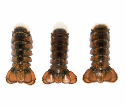 Greenhead Lobster Tail FROZEN