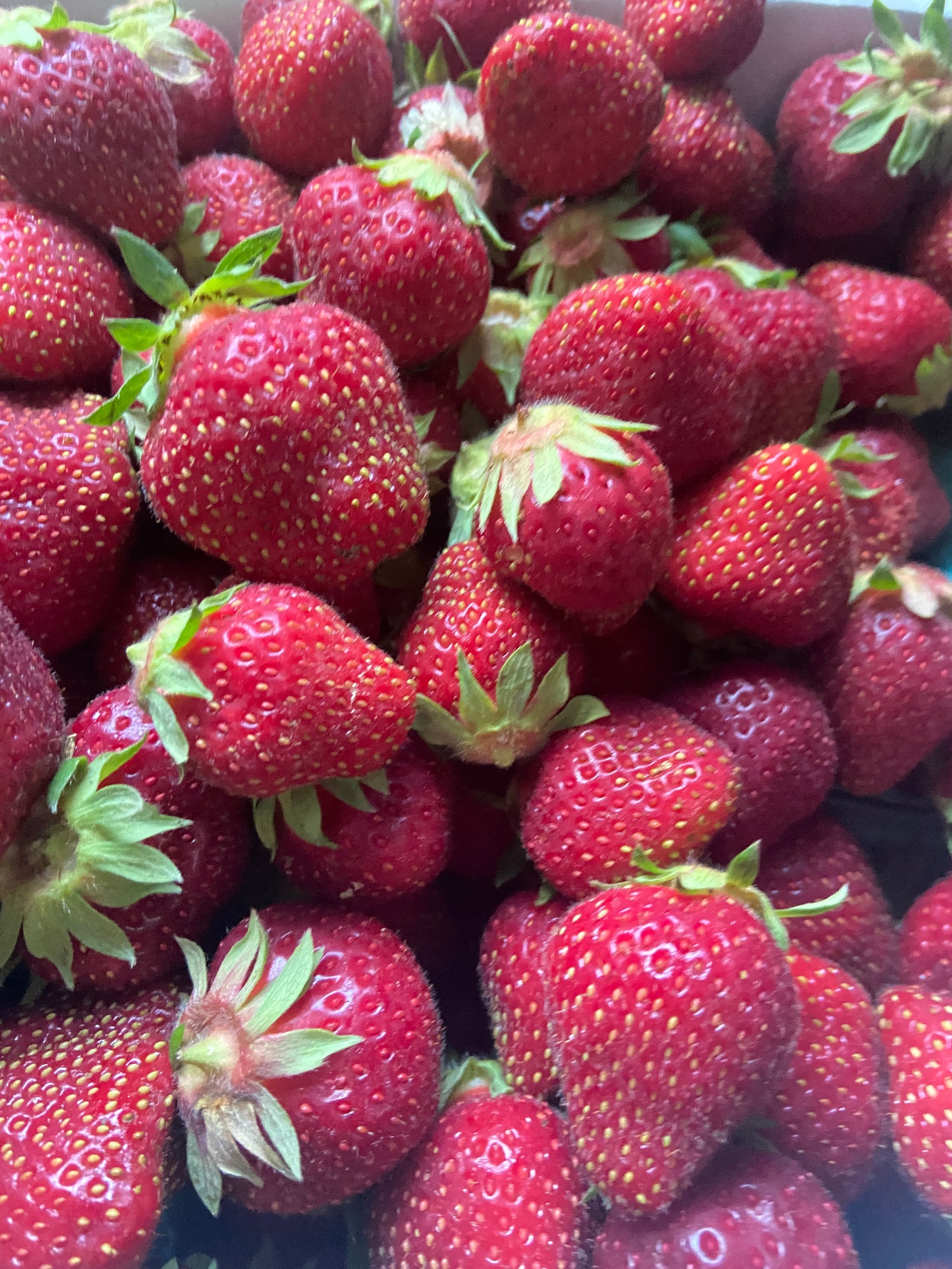 Organic Strawberries SELECT SIZE